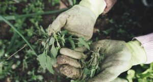 Gartenarbeiten im Herbst